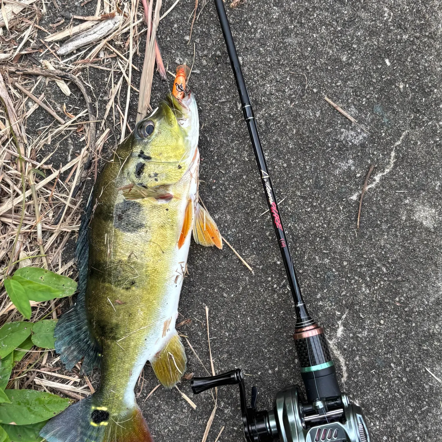 Speckled peacock bass caught on Fishbrain