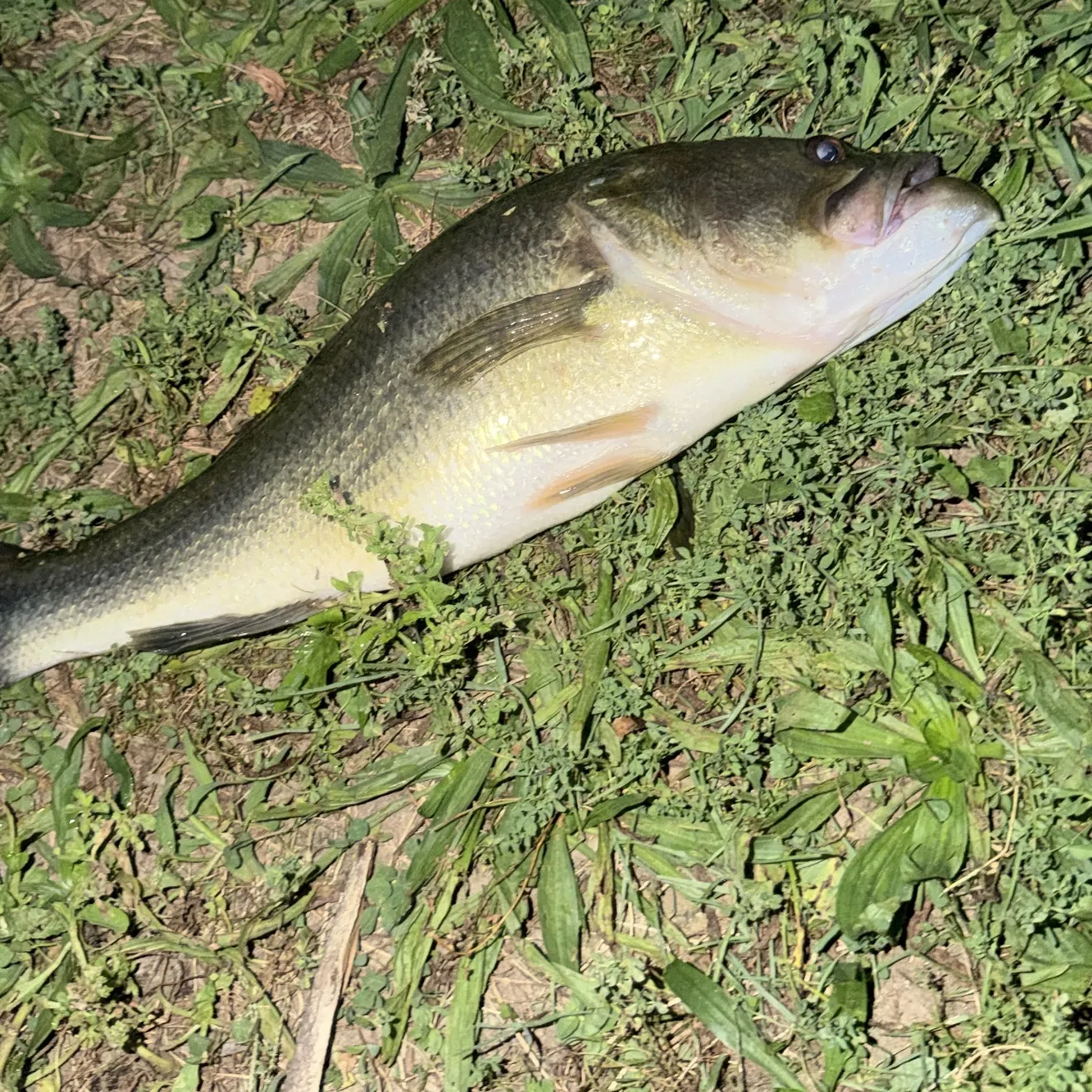Largemouth bass caught on Fishbrain
