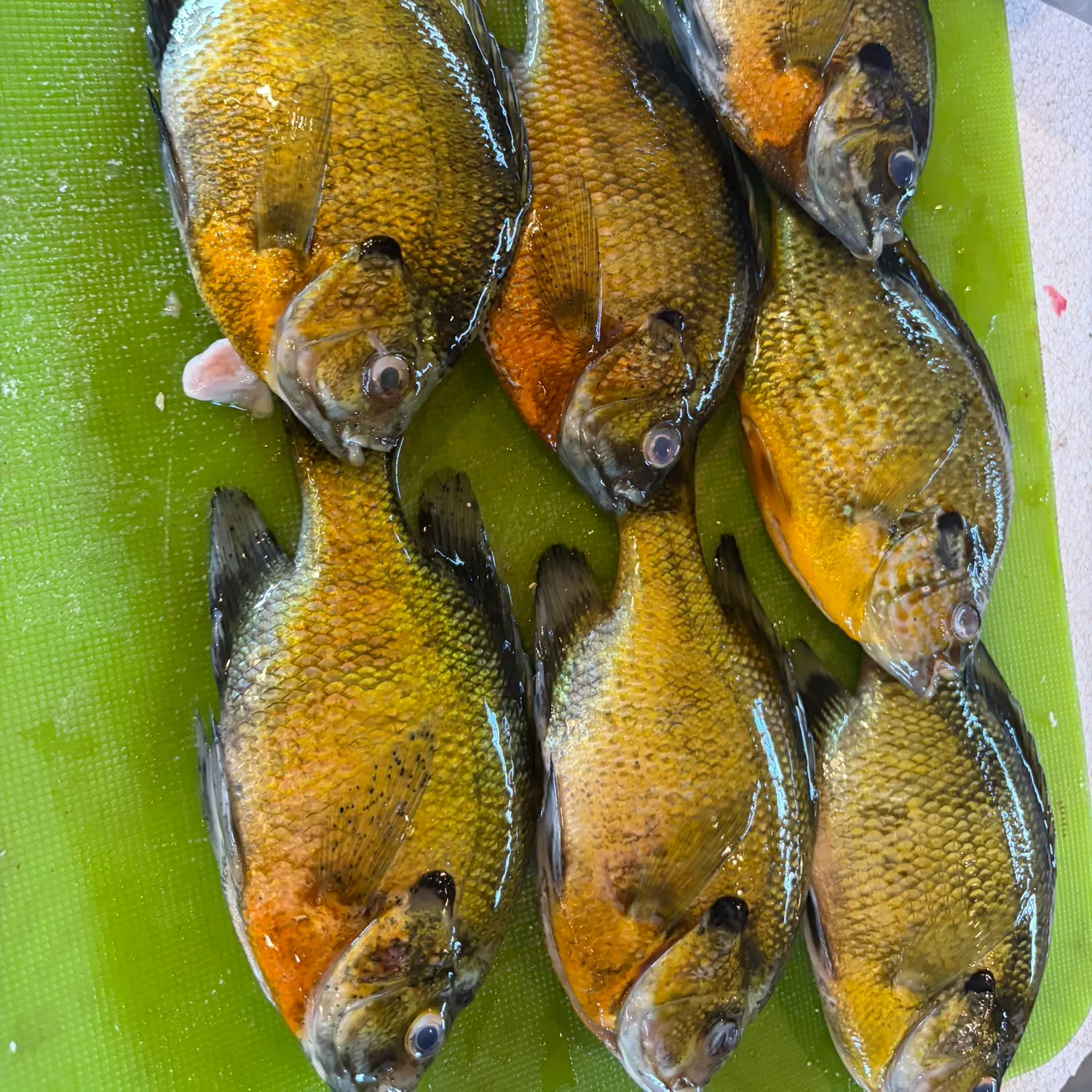 recently logged catches