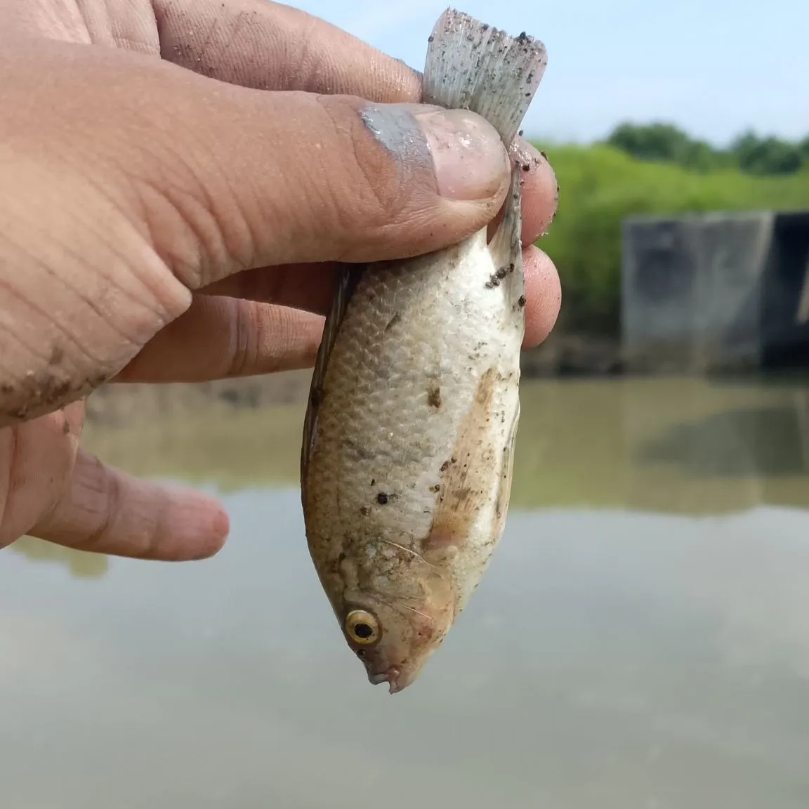 Nile tilapia caught on Fishbrain