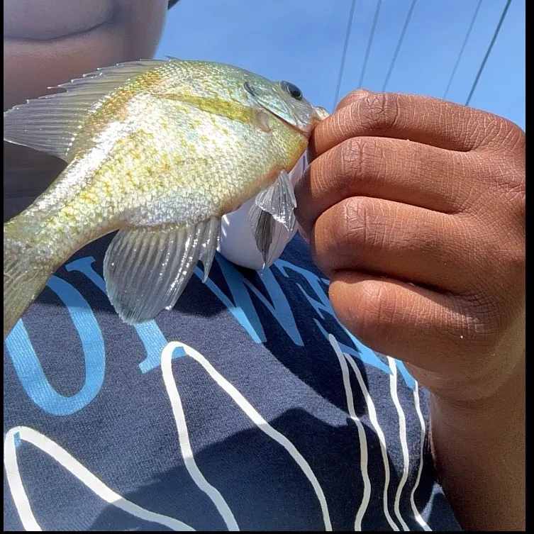Bluegill caught on Fishbrain