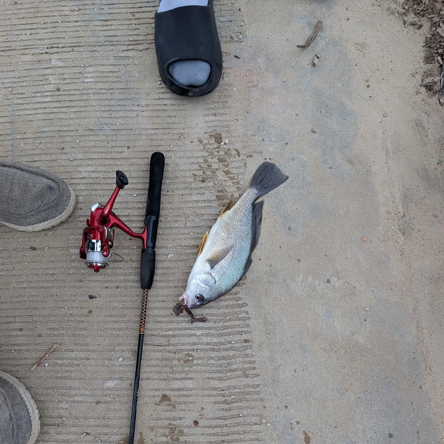 Freshwater drum caught on Fishbrain
