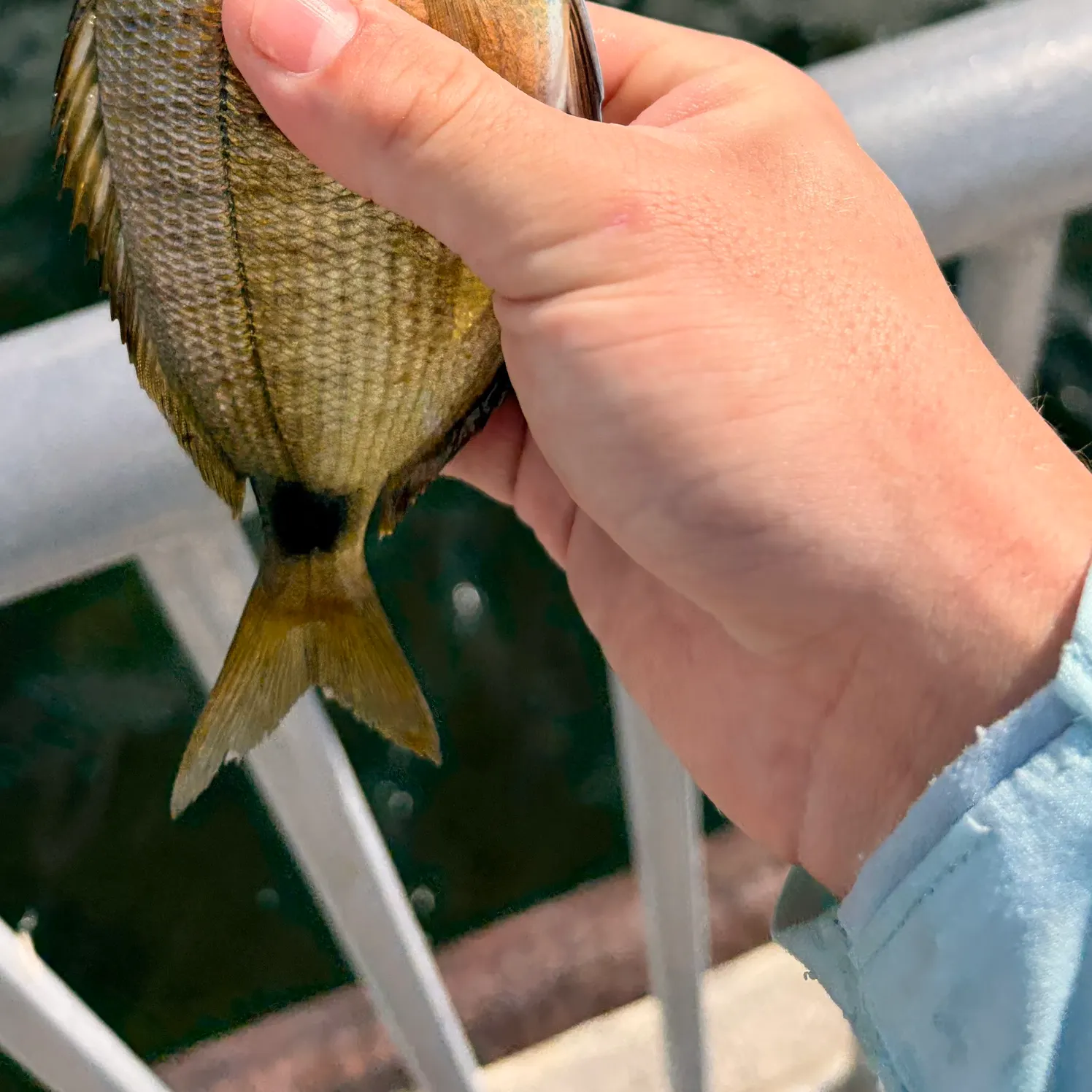 The most recent Spottail seabream catches on Fishbrain