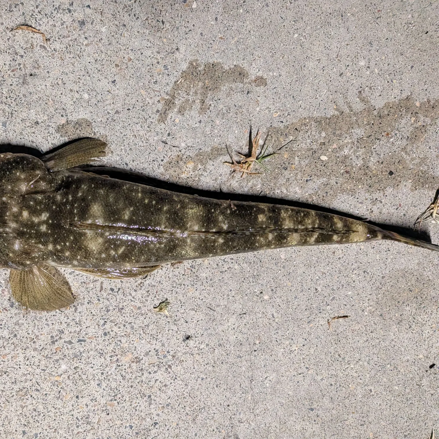 Dusky flathead caught on Fishbrain