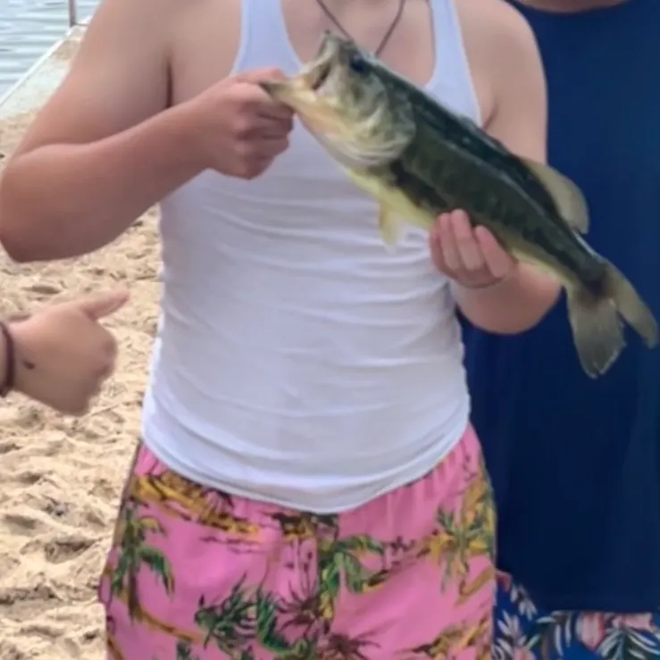 Largemouth bass caught on Fishbrain