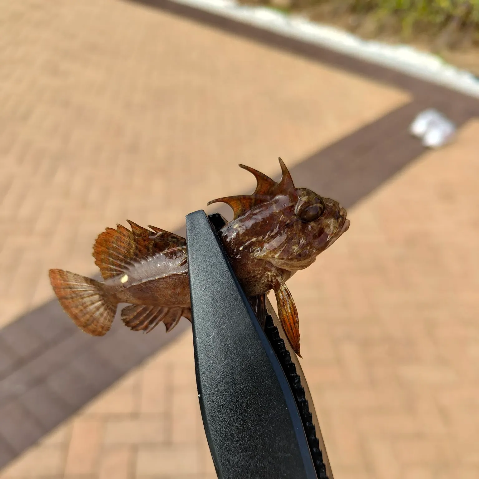 The most recent Hypodytes rubripinnis catches on Fishbrain