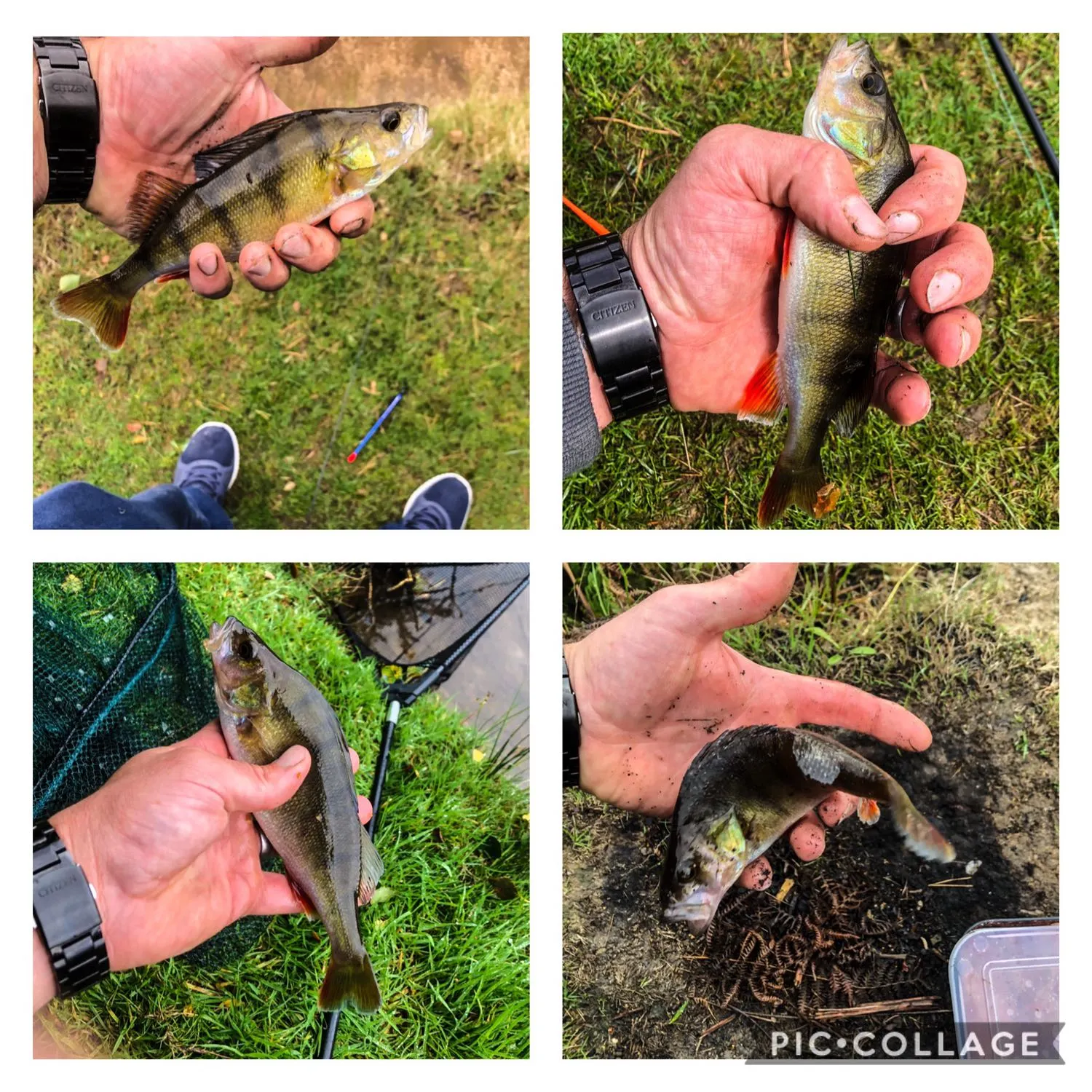 recently logged catches