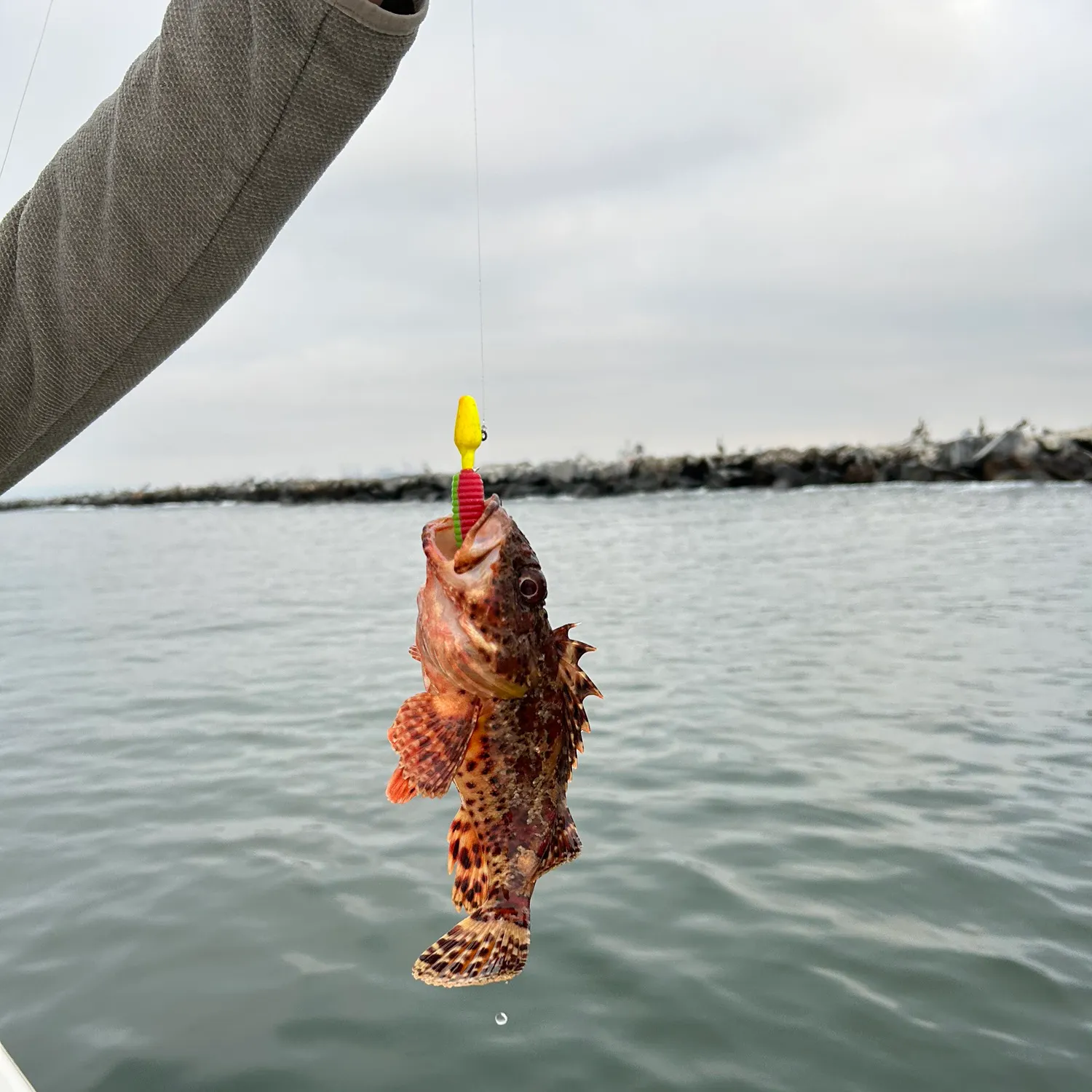 The most recent California scorpionfish catches on Fishbrain