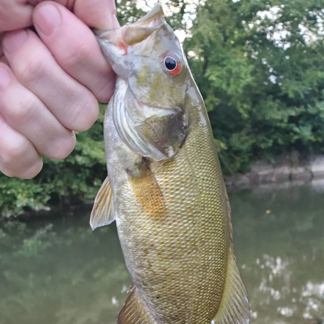 Smallmouth bass caught on Fishbrain
