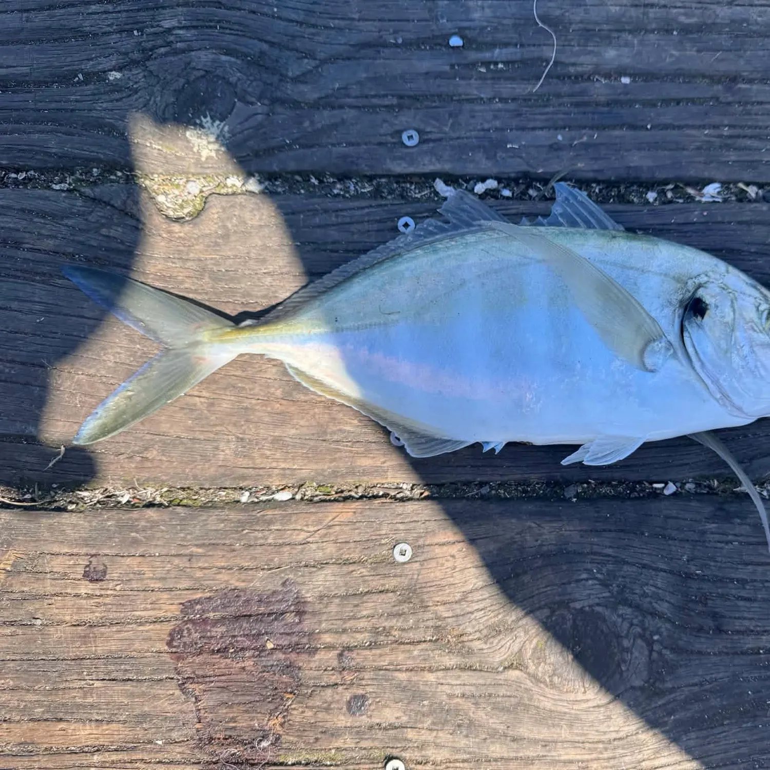 Crevalle jack caught on Fishbrain