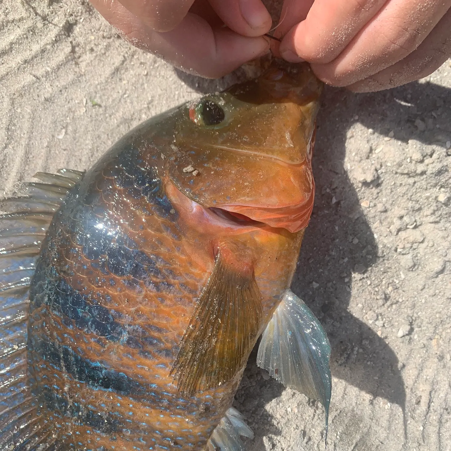 catch