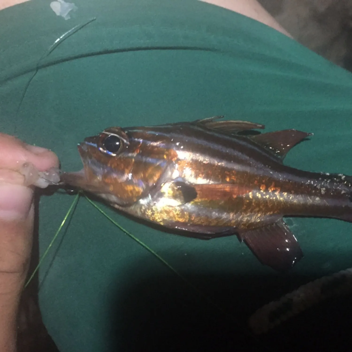 The most recent Western striped cardinalfish catches on Fishbrain