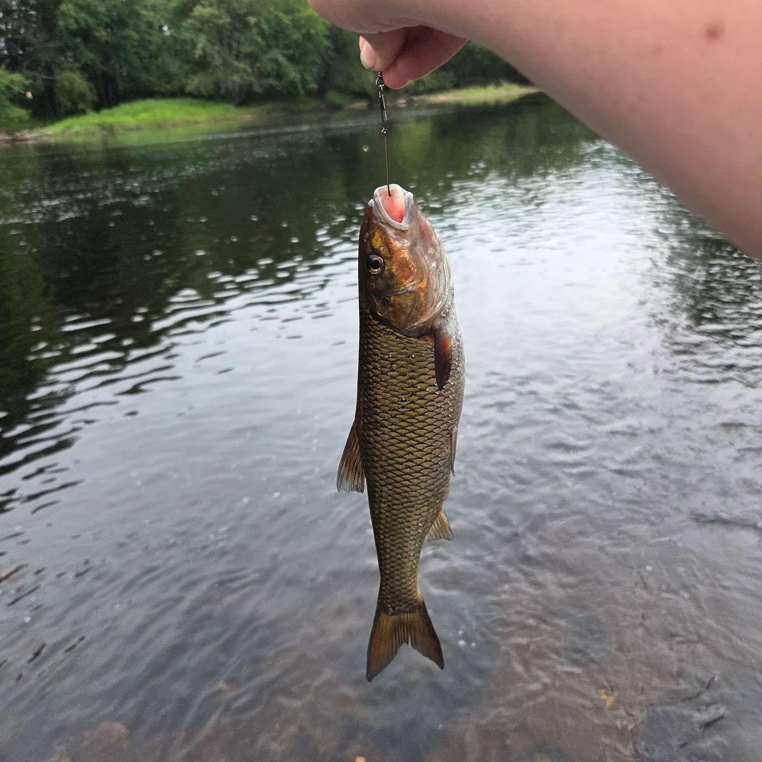 Fallfish caught on Fishbrain