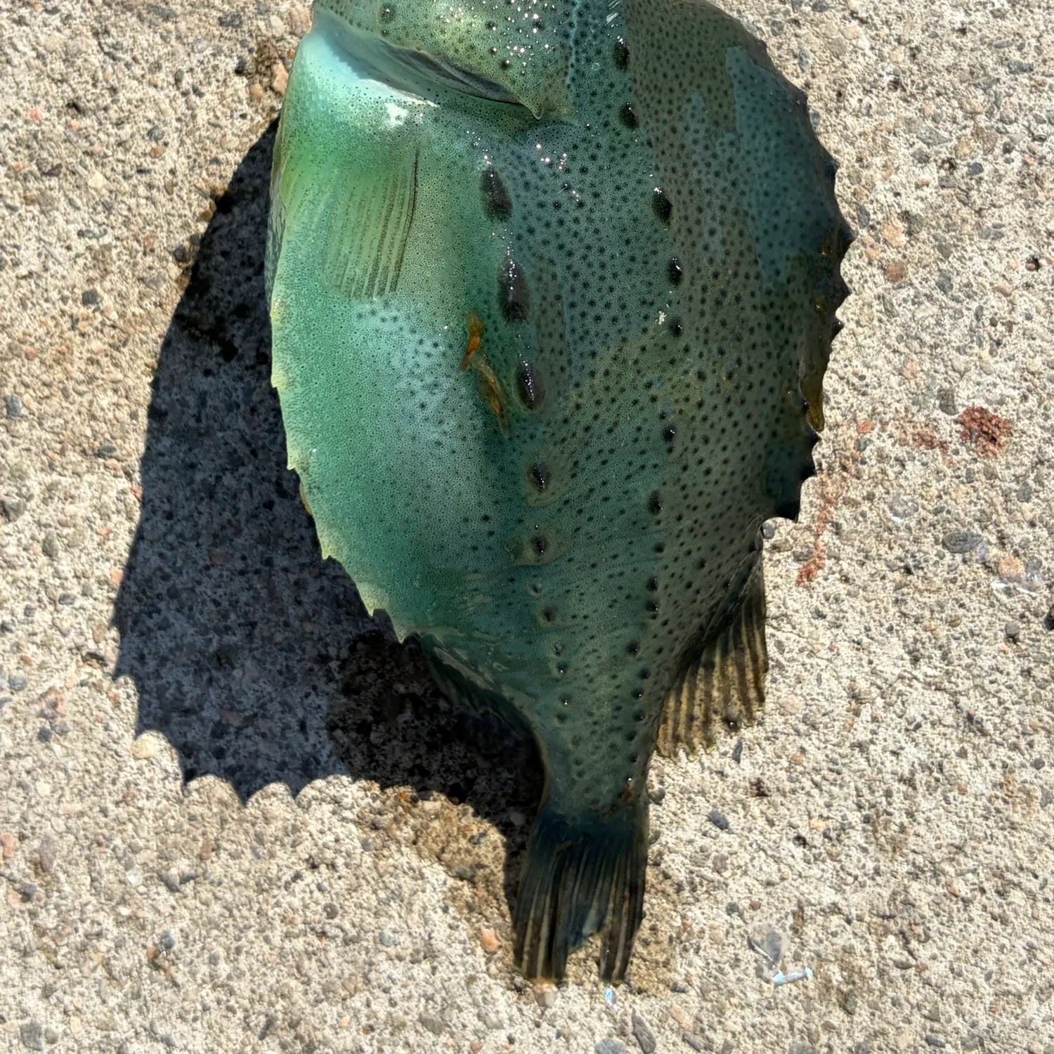 The most recent Lumpsucker catches on Fishbrain