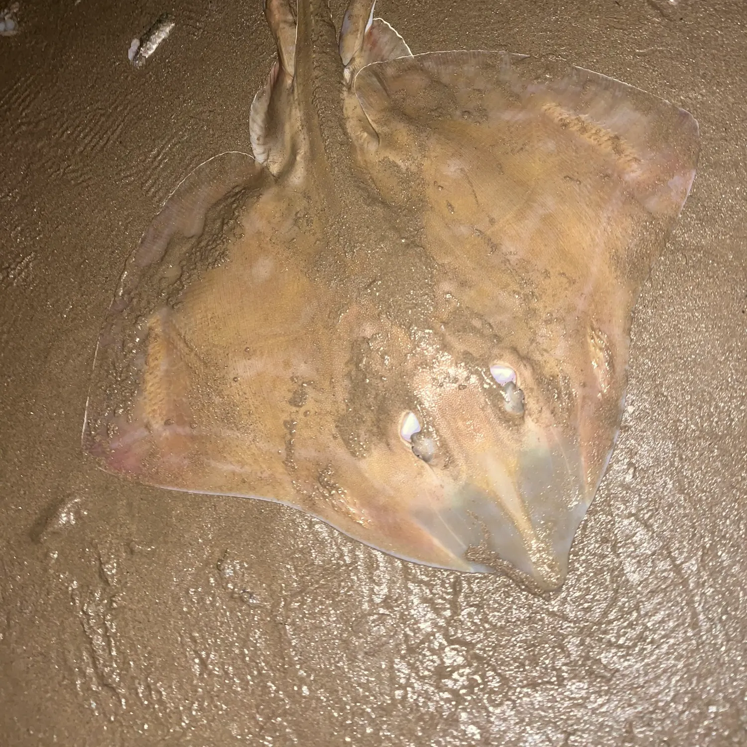 The most recent Small-eyed ray catches on Fishbrain