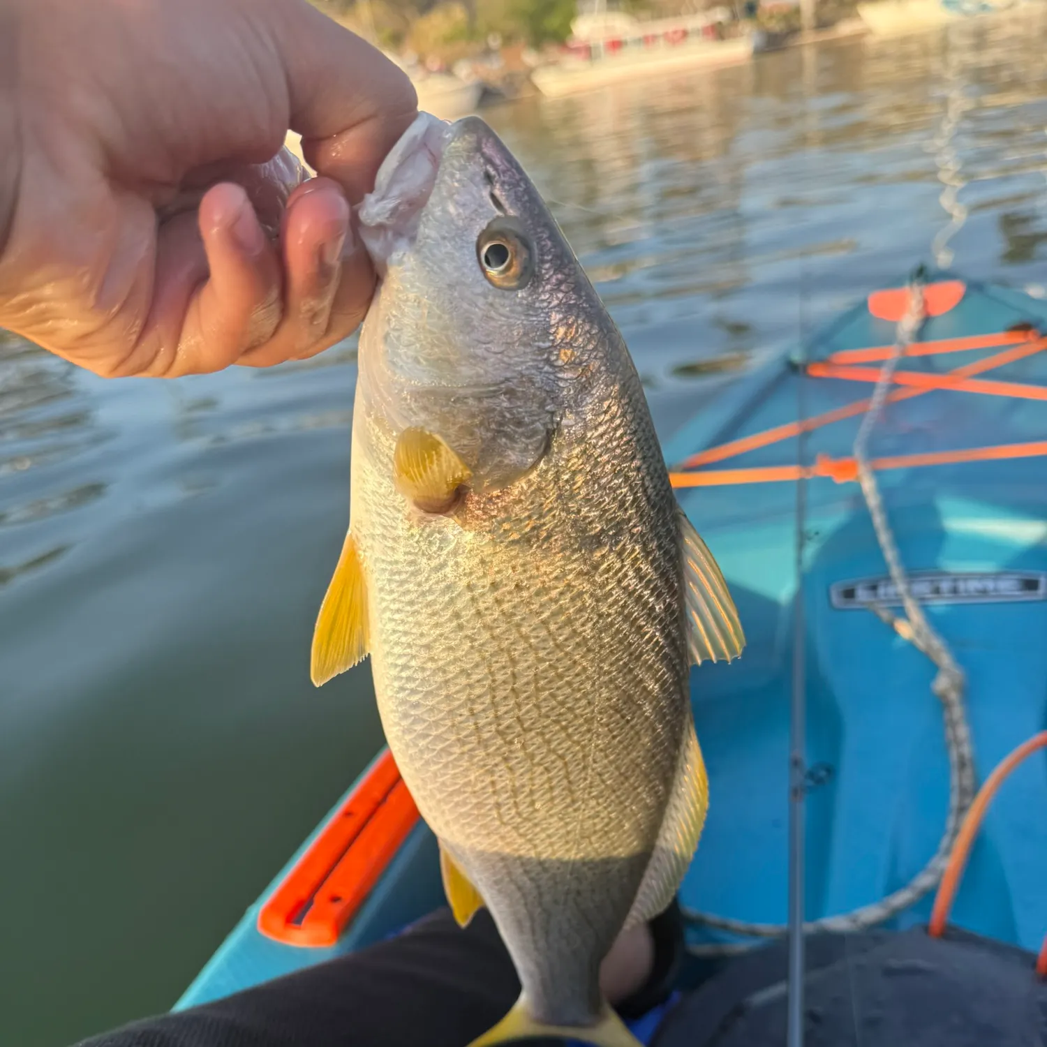 Yellowfin croaker caught on Fishbrain