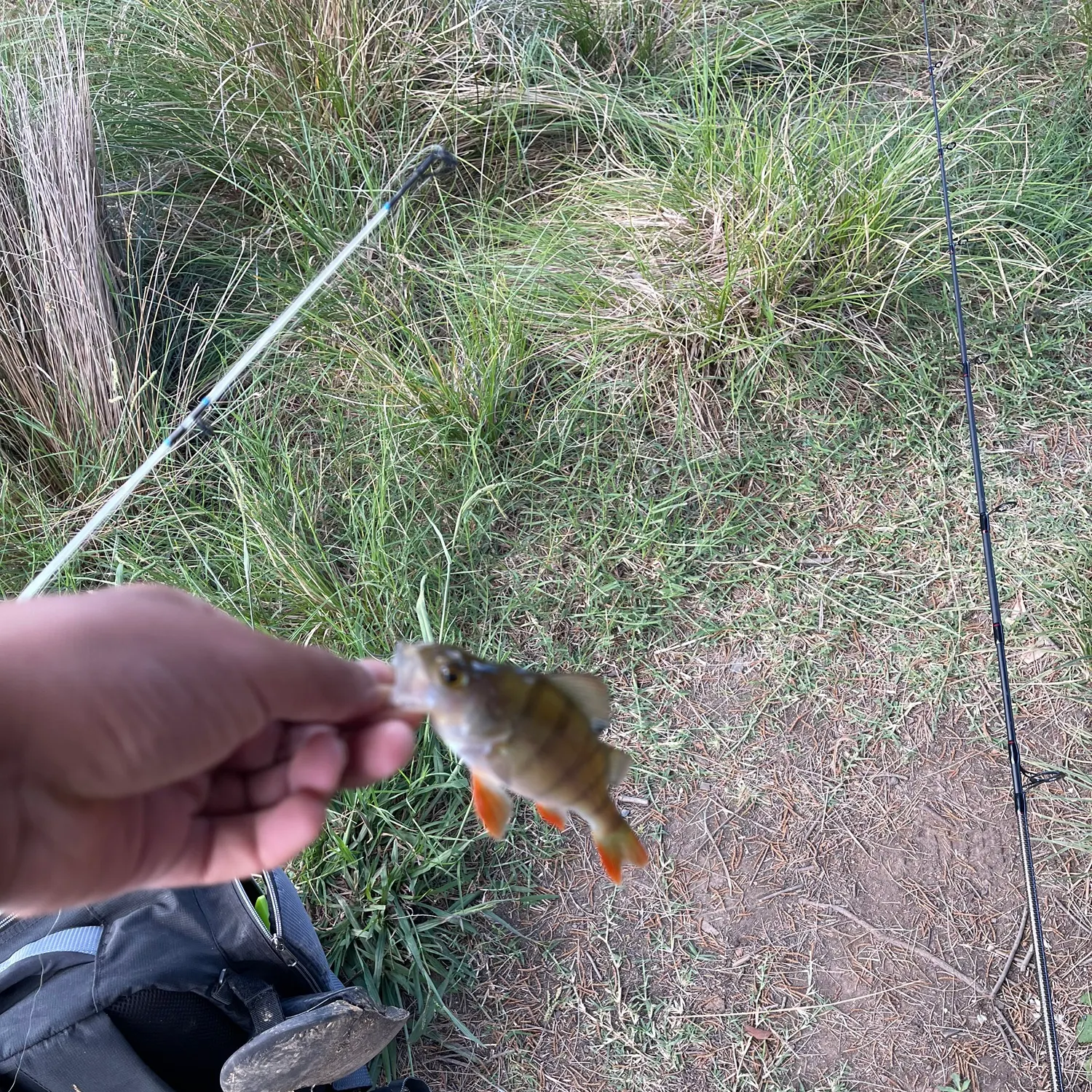The most recent European perch catches on Fishbrain