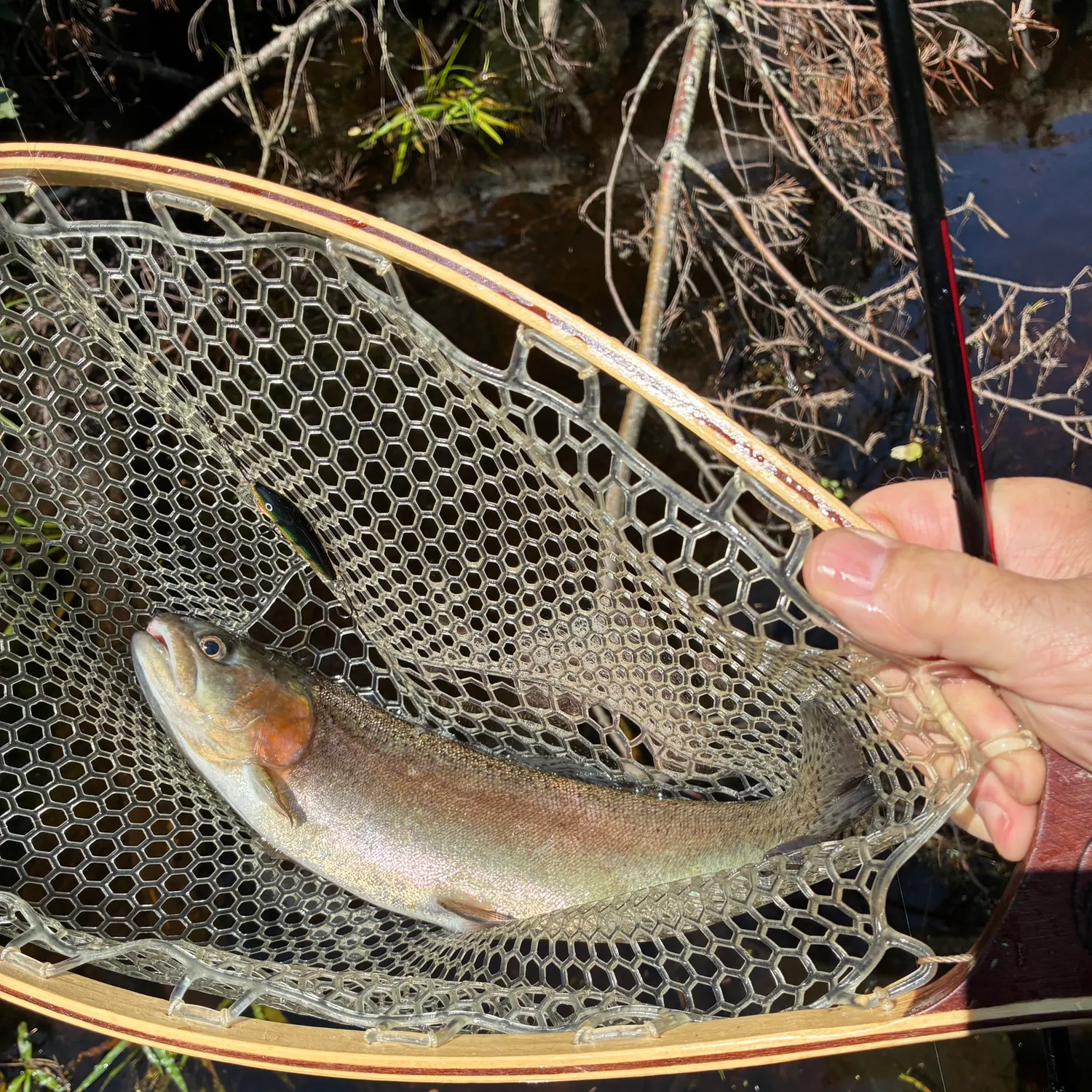 Rainbow trout caught on Fishbrain