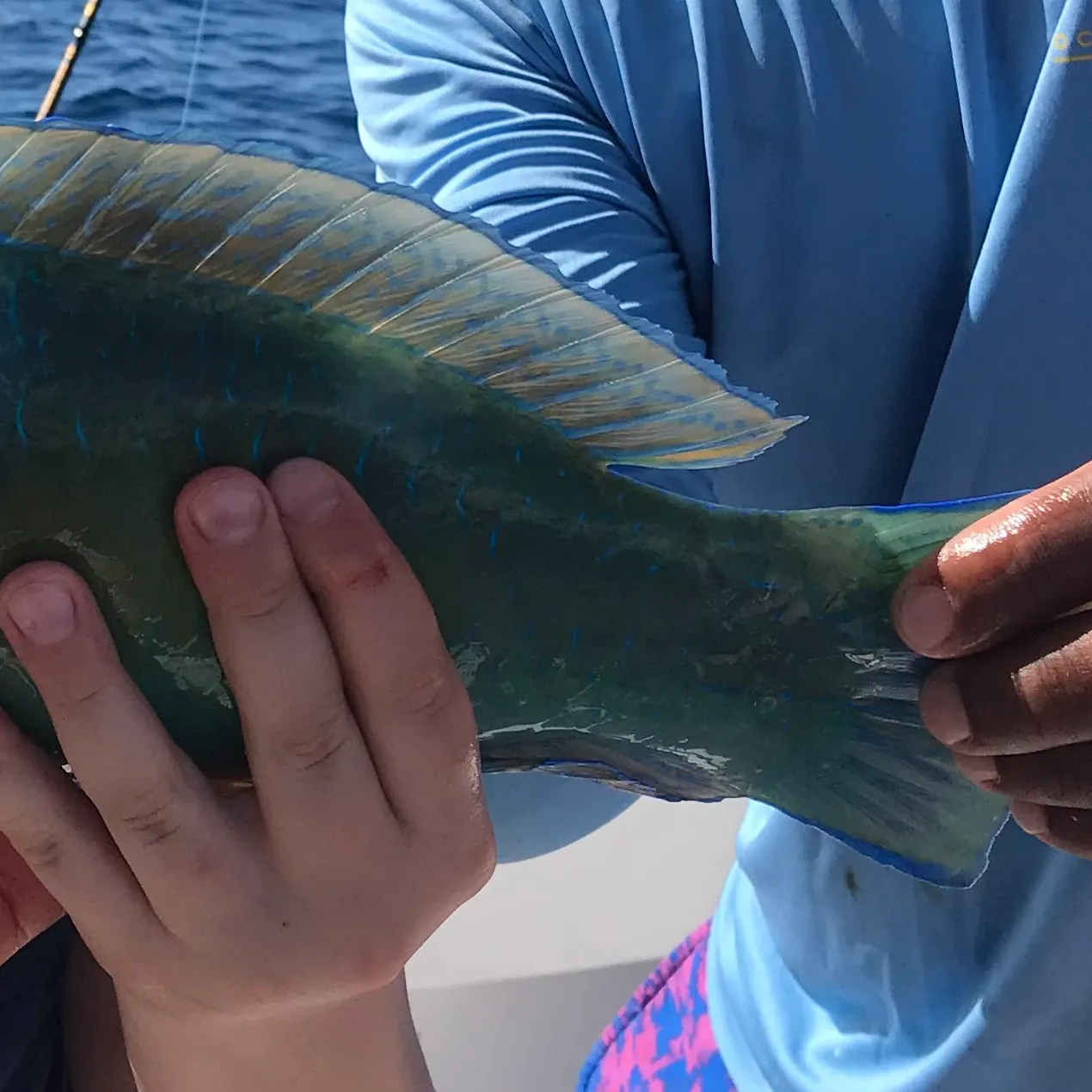 The most recent Common parrotfish catches on Fishbrain