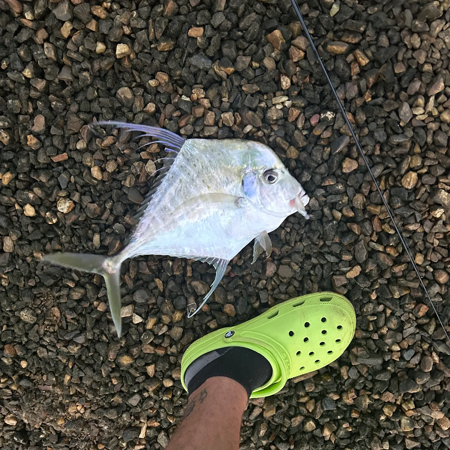 The most recent Indian threadfish catches on Fishbrain