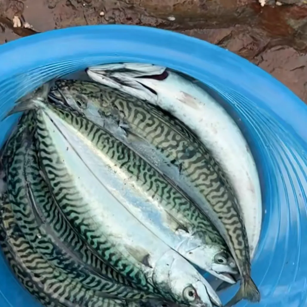 Atlantic mackerel caught on Fishbrain