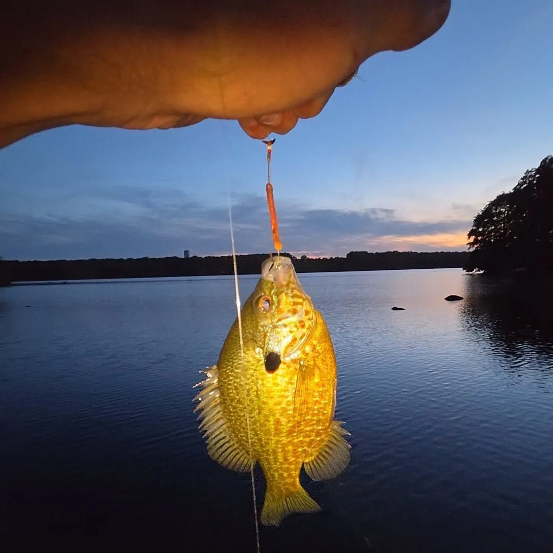 Bluegill caught on Fishbrain