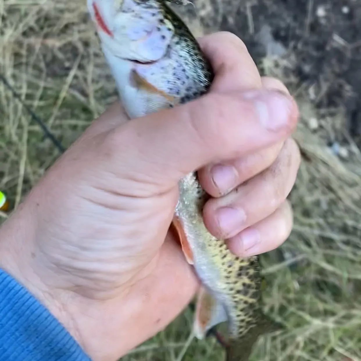 Coastal cutthroat trout caught on Fishbrain