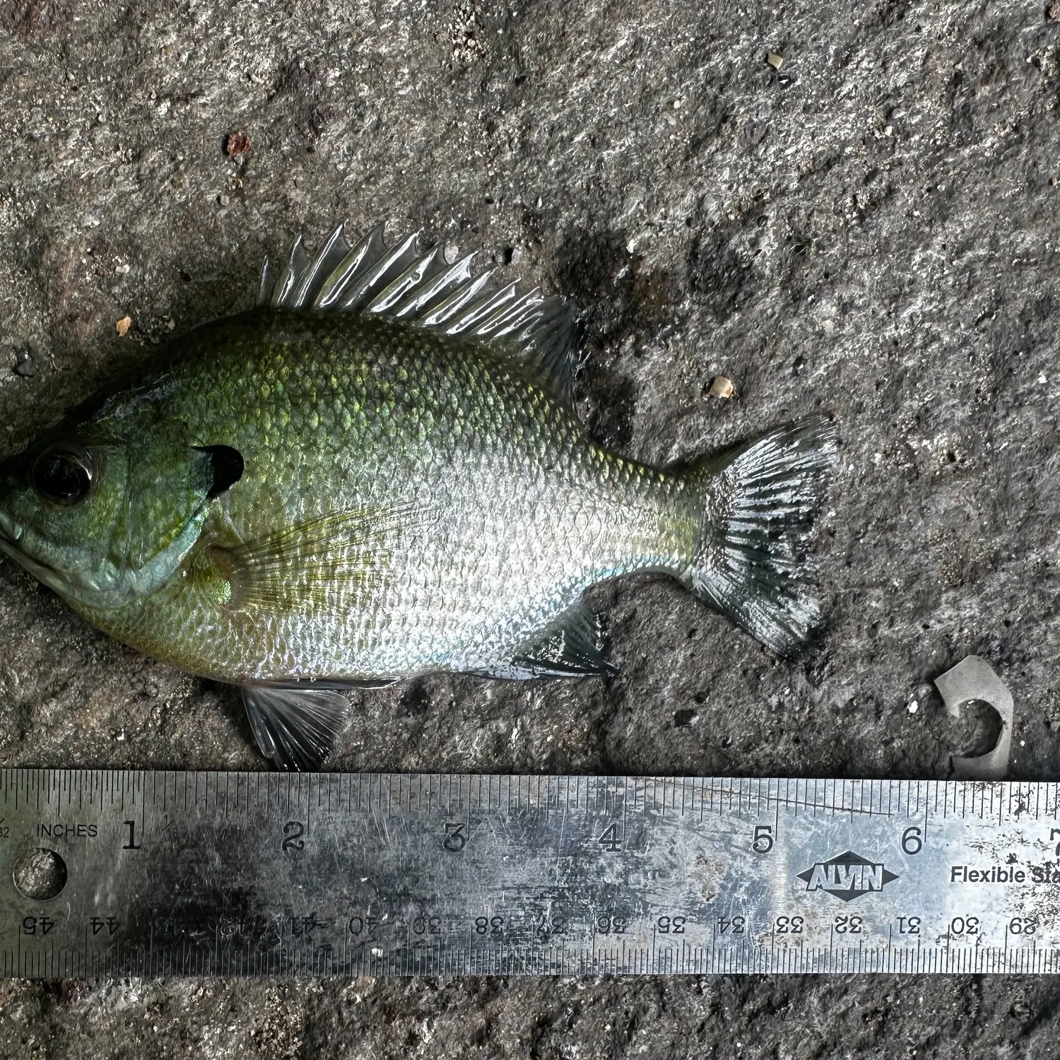 Bluegill caught on Fishbrain