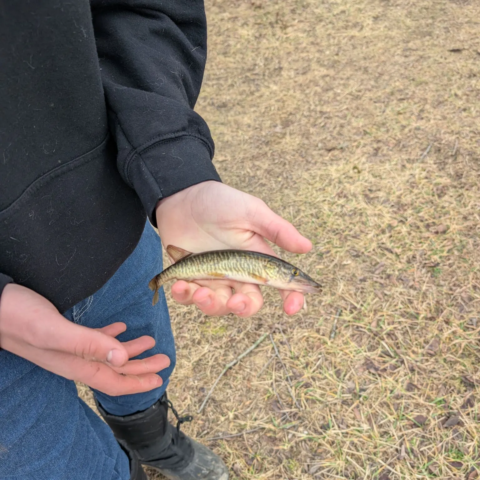 The most recent Grass pickerel catches on Fishbrain
