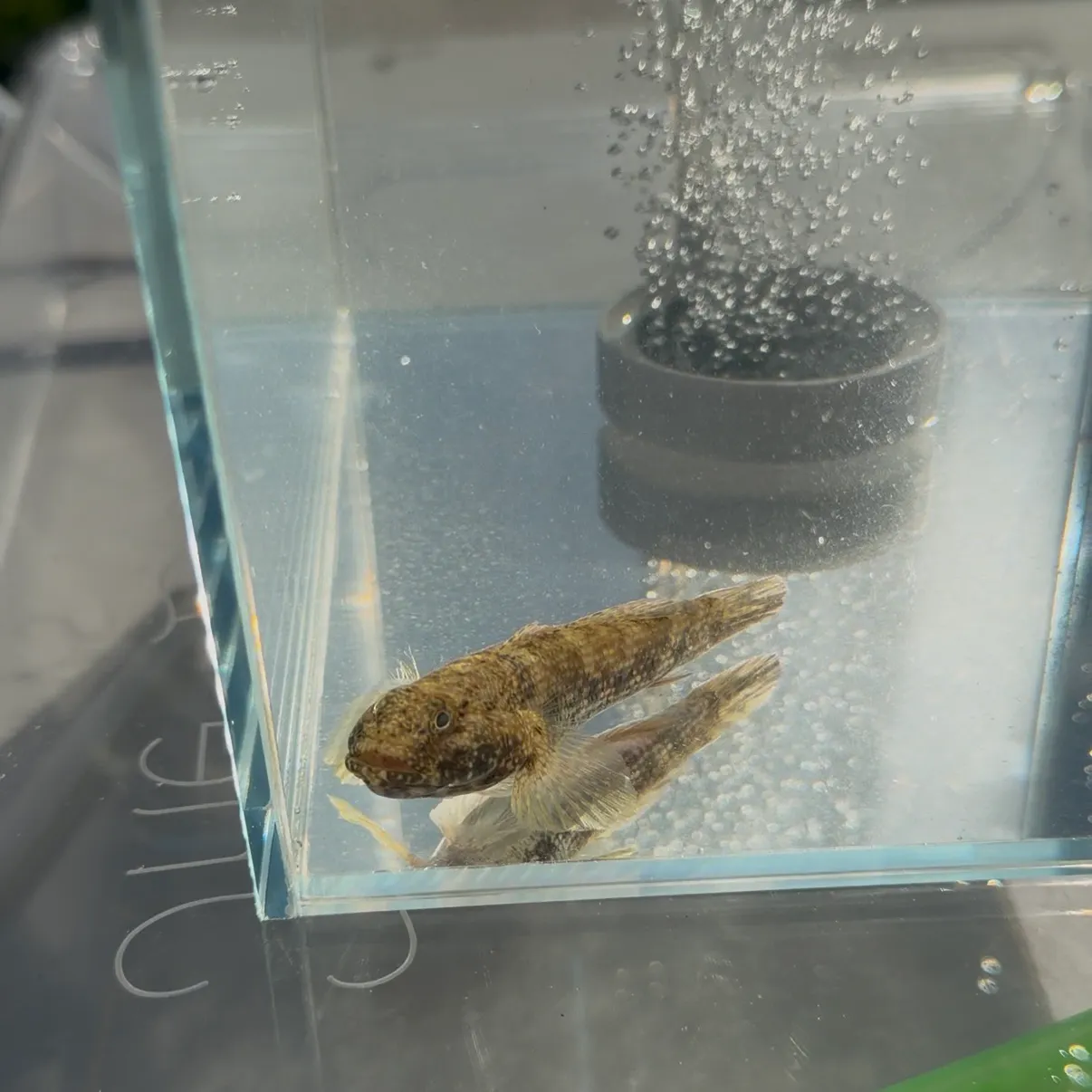 The most recent Frillfin goby catches on Fishbrain