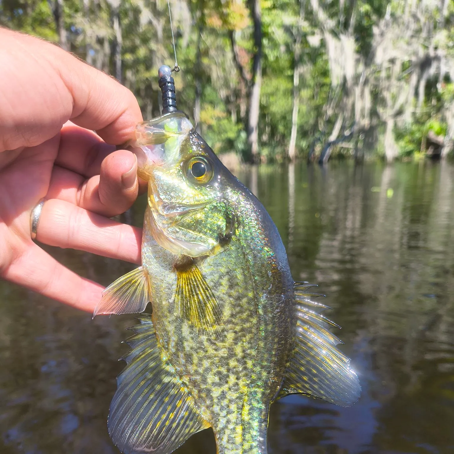 Black crappie caught on Fishbrain