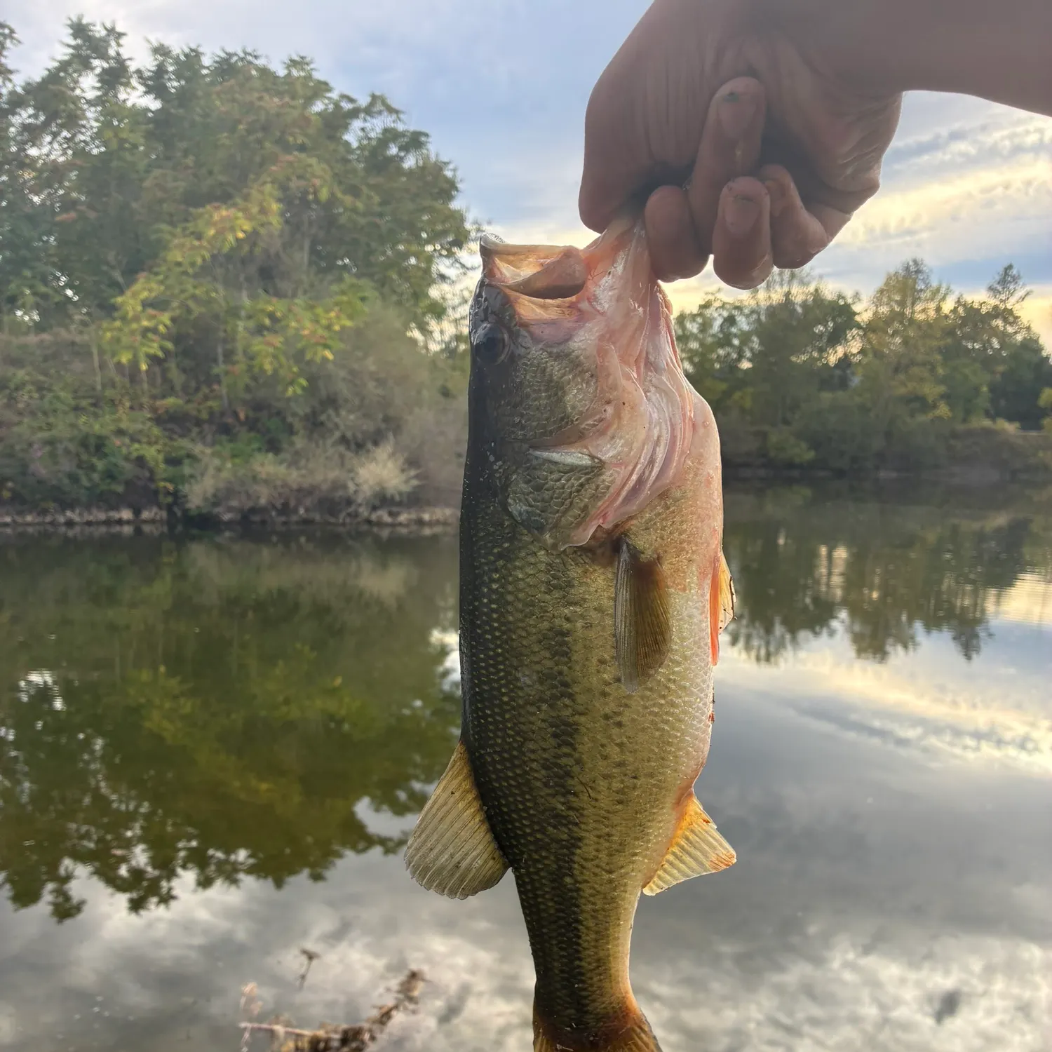 Largemouth bass caught on Fishbrain