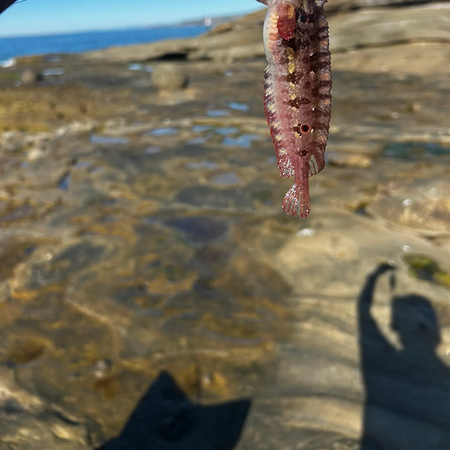 The most recent Giant kelpfish catches on Fishbrain