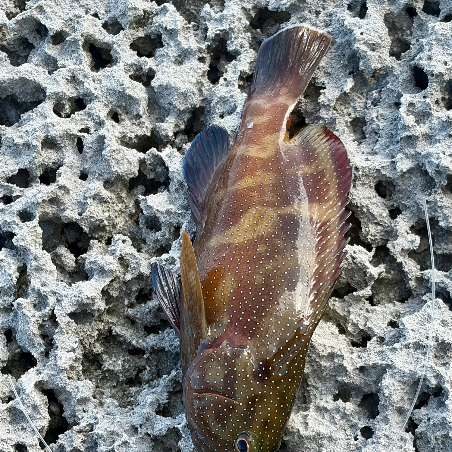 The most recent Coney grouper catches on Fishbrain