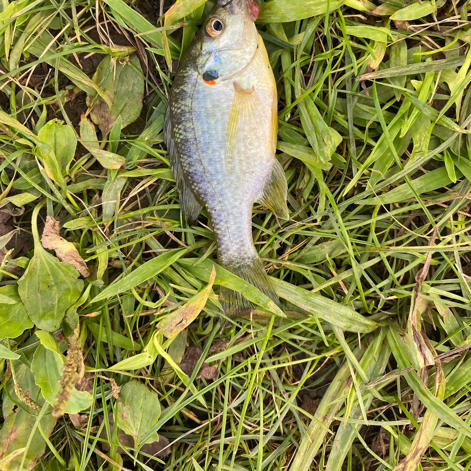 Redear sunfish caught on Fishbrain
