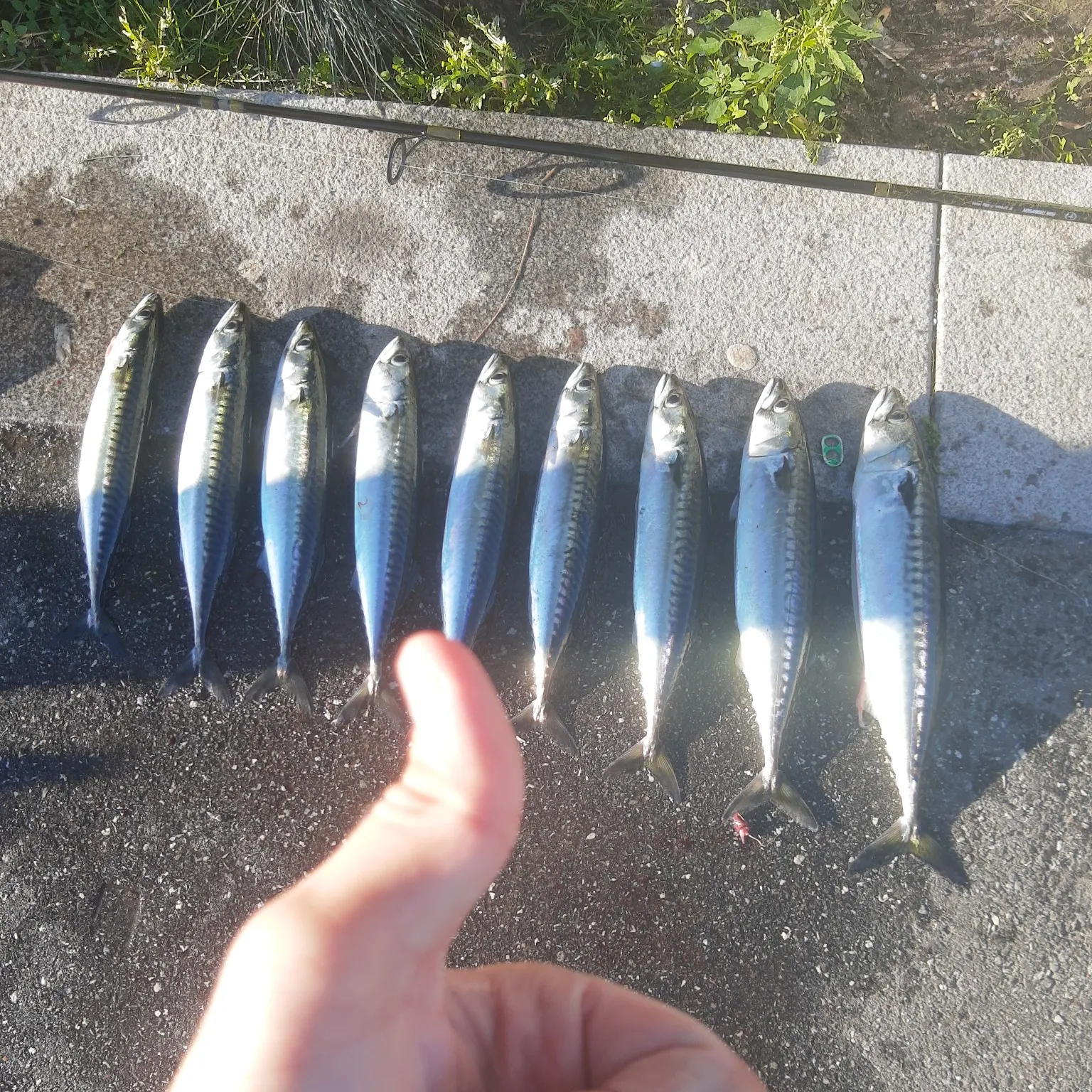 recently logged catches