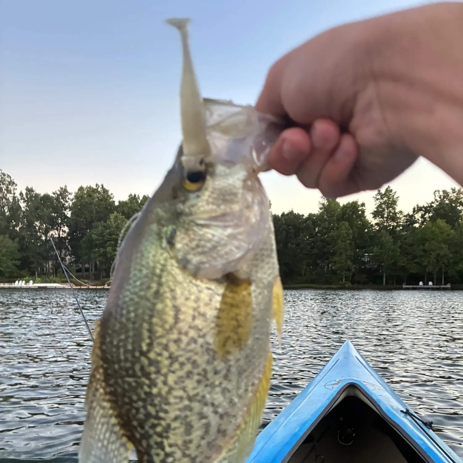 Black crappie caught on Fishbrain