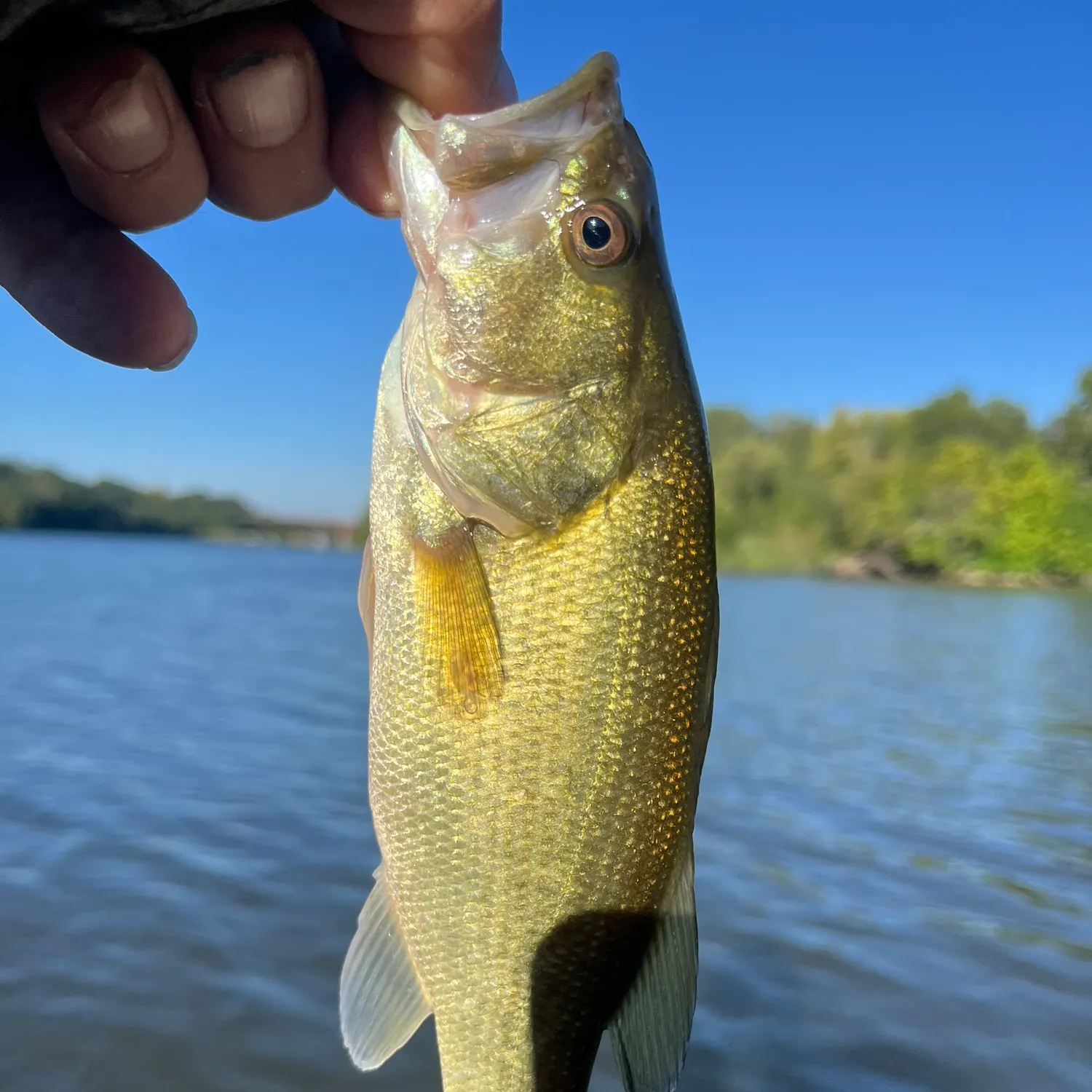 Largemouth bass caught on Fishbrain