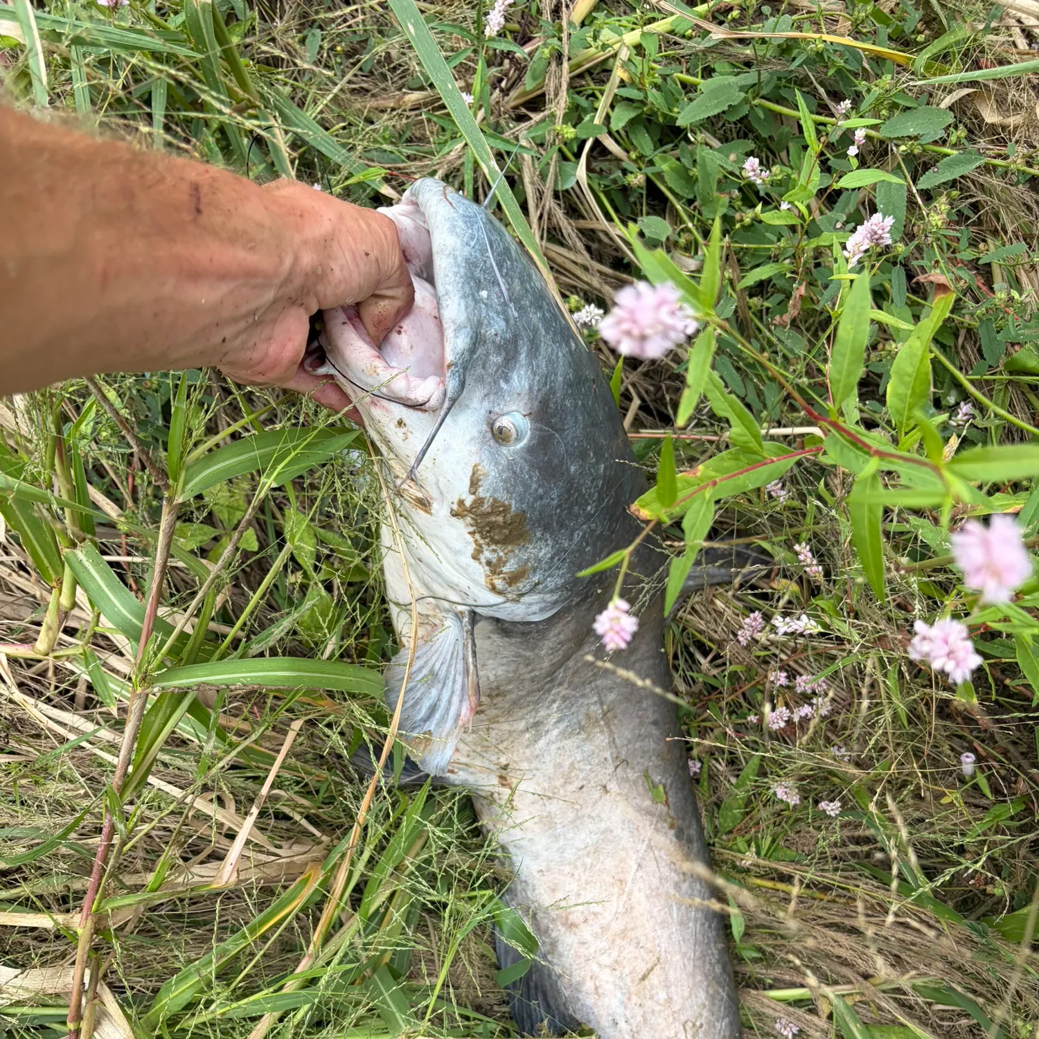 Blue catfish caught on Fishbrain