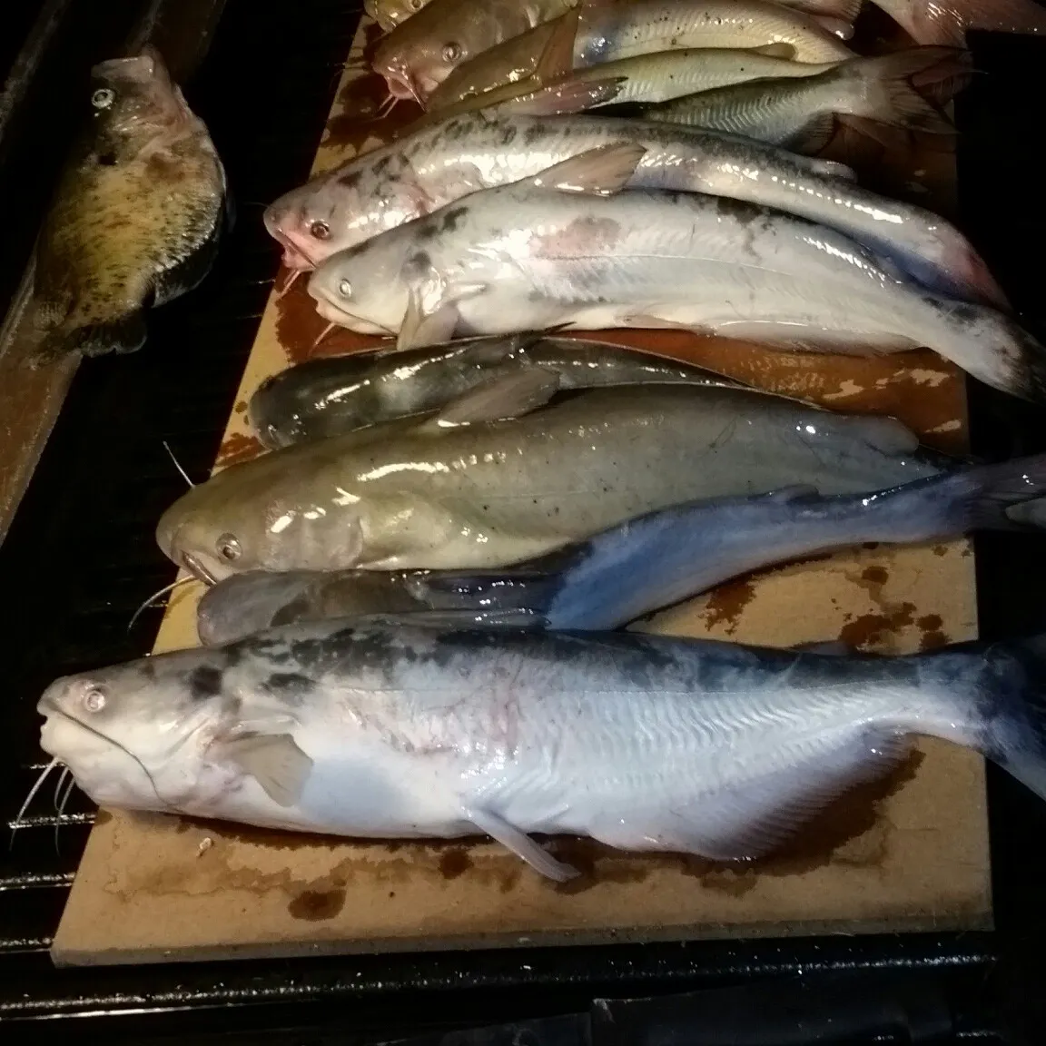 recently logged catches