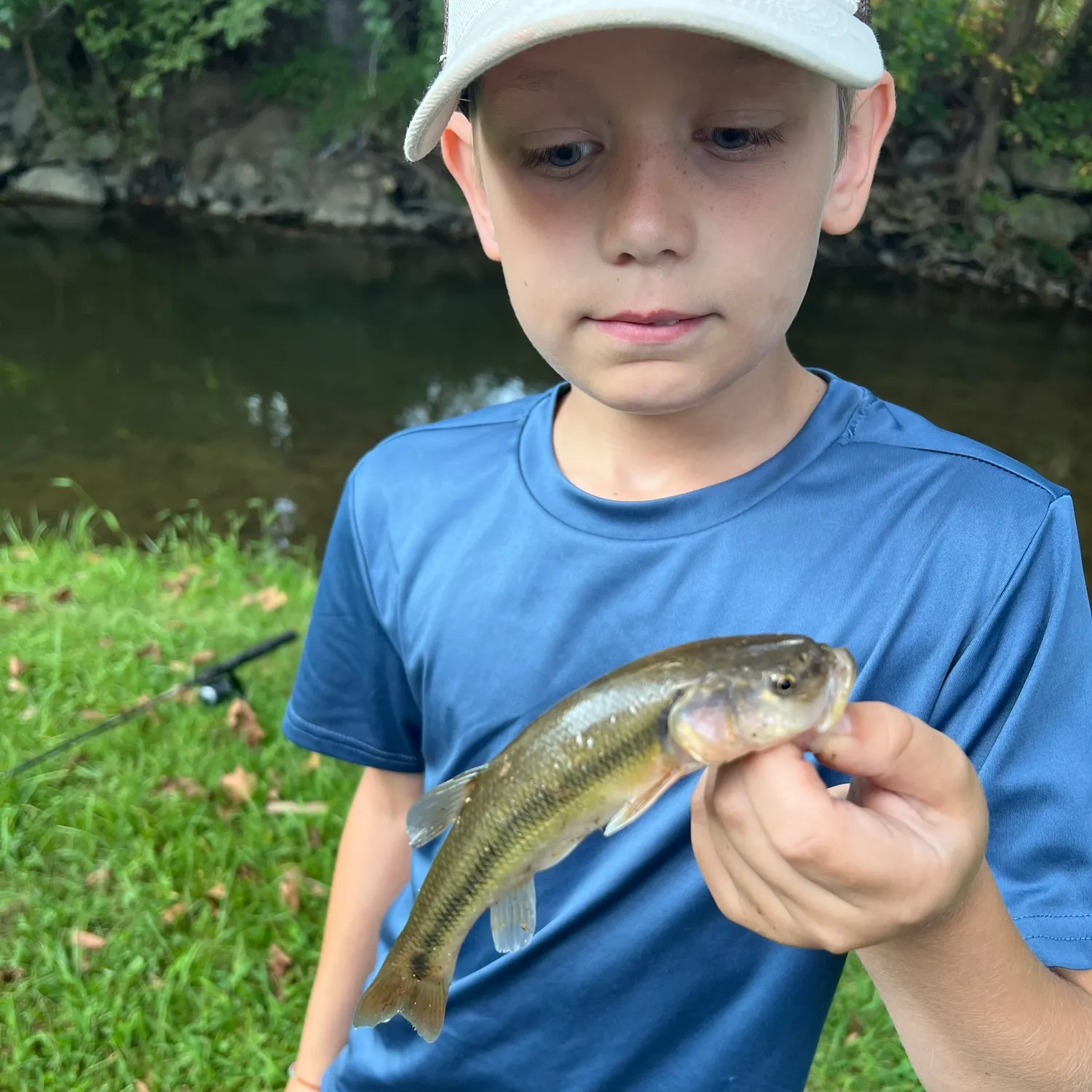 Creek chub caught on Fishbrain