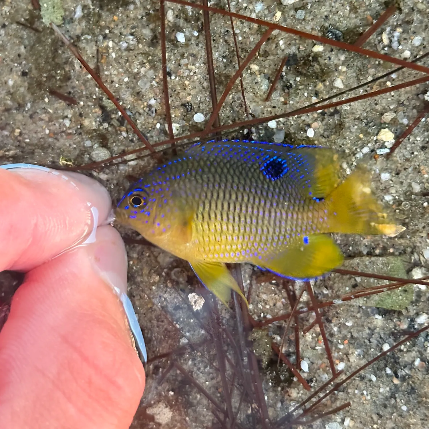 Cocoa damselfish caught on Fishbrain