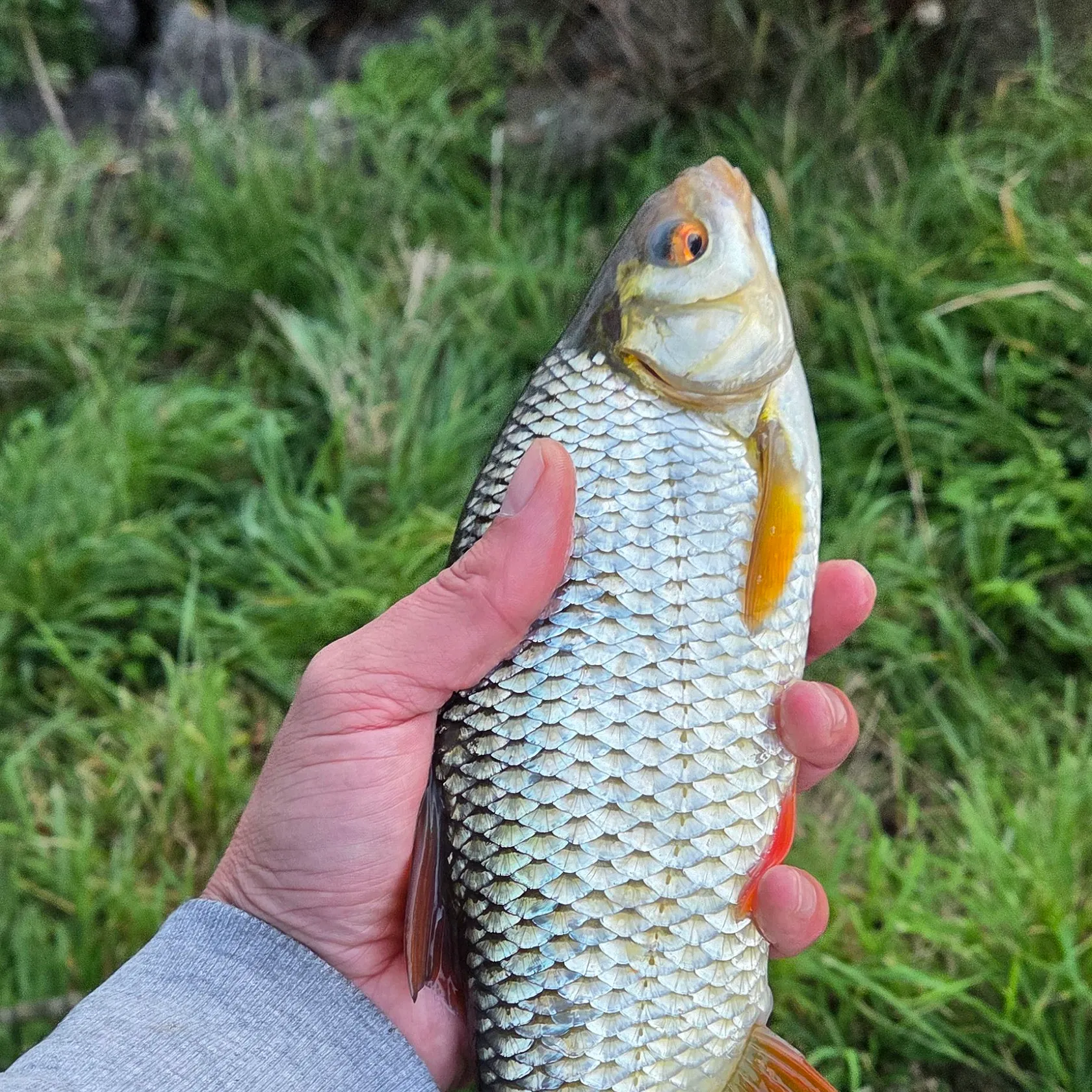 Common roach caught on Fishbrain