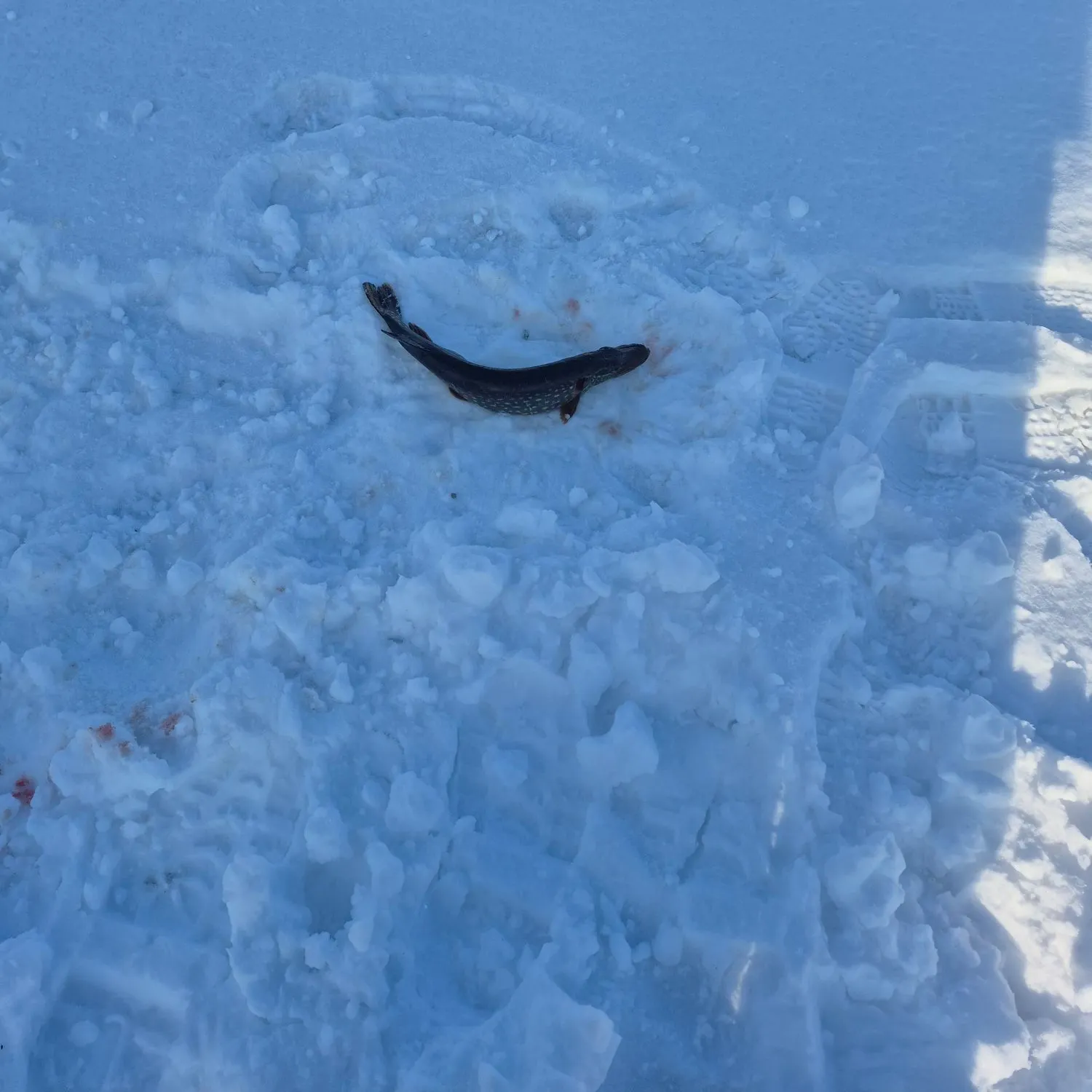 The most recent American eel catches on Fishbrain