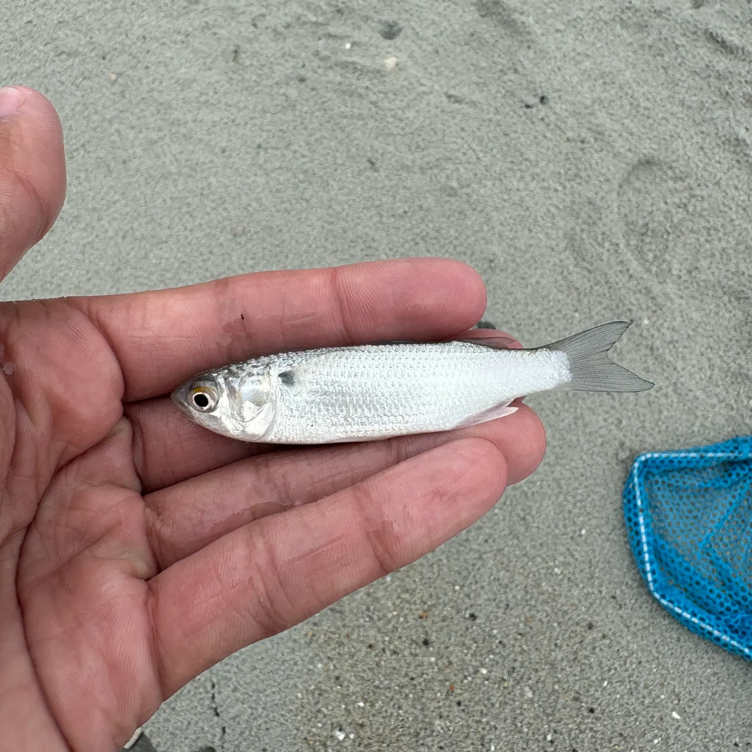 The most recent White mullet catches on Fishbrain