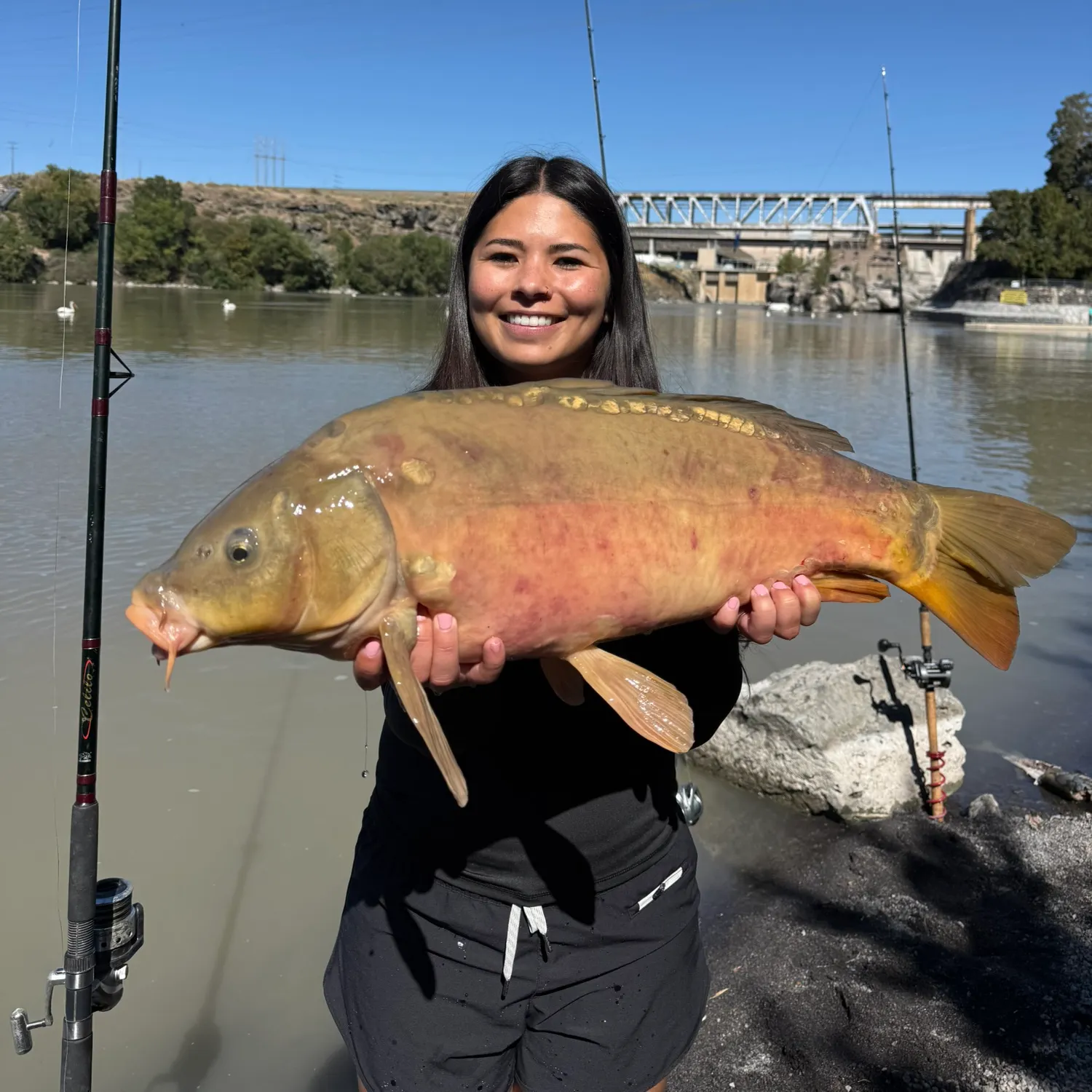 Mirror carp caught on Fishbrain