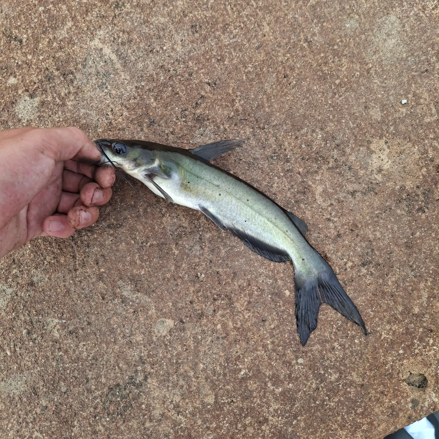 Channel catfish caught on Fishbrain