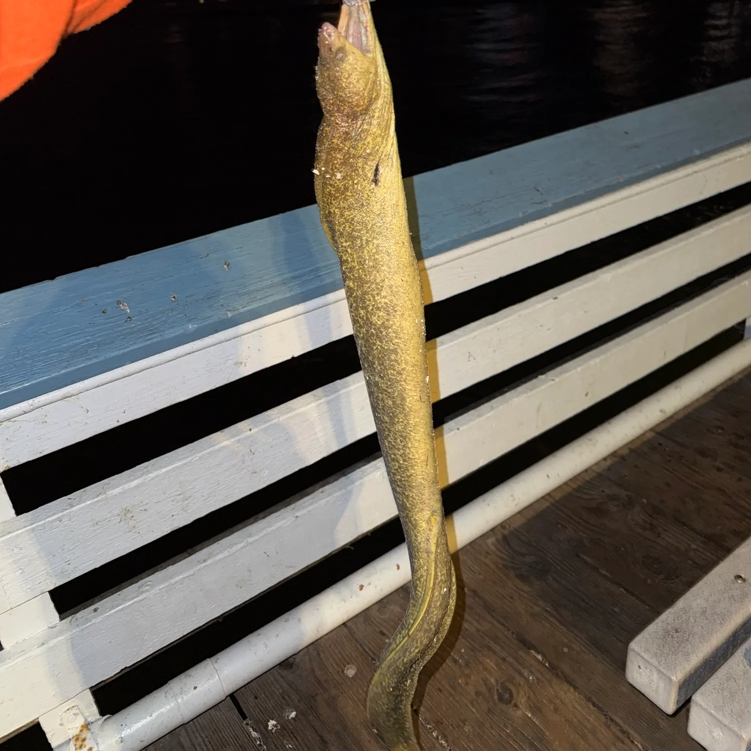 California moray caught on Fishbrain