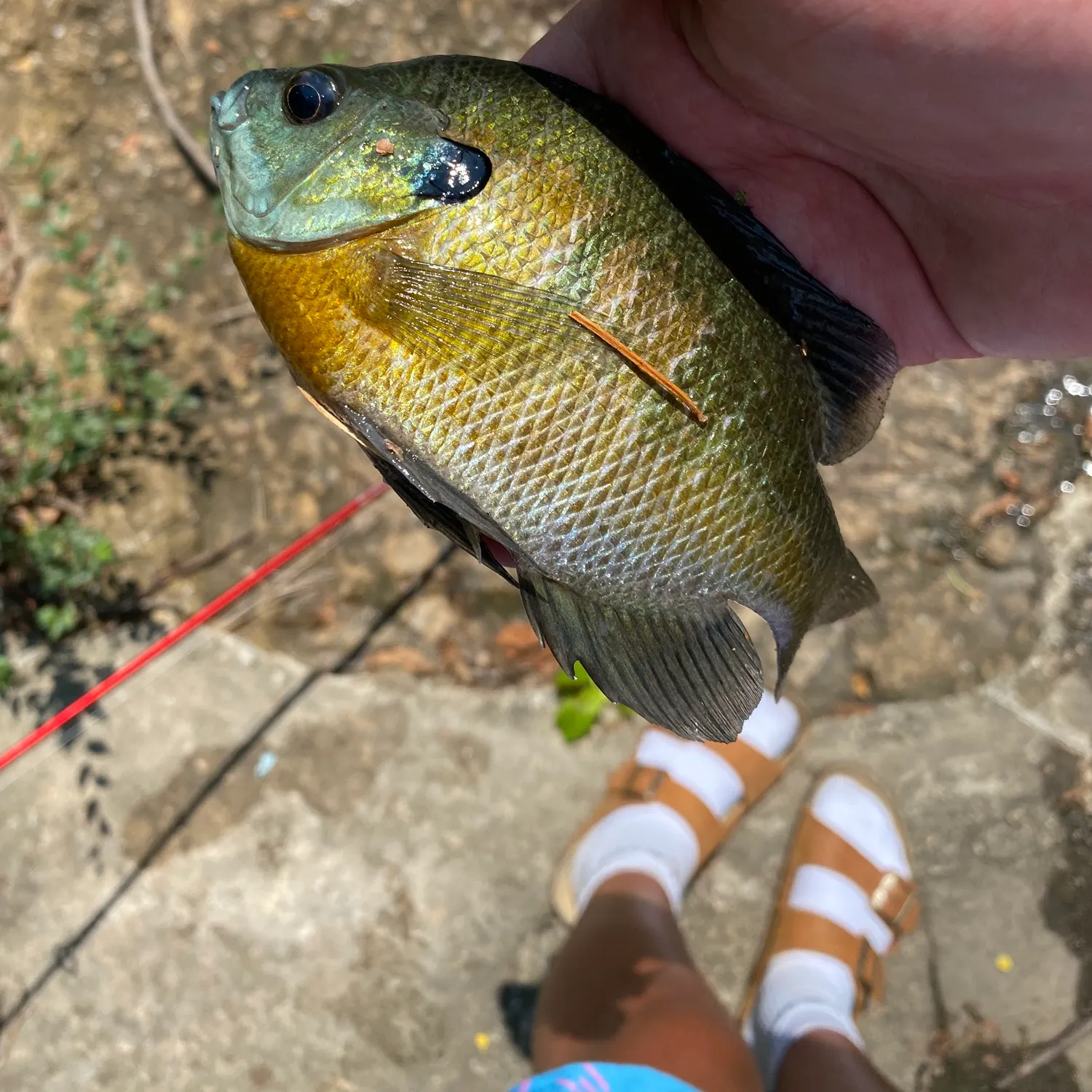 Bluegill caught on Fishbrain