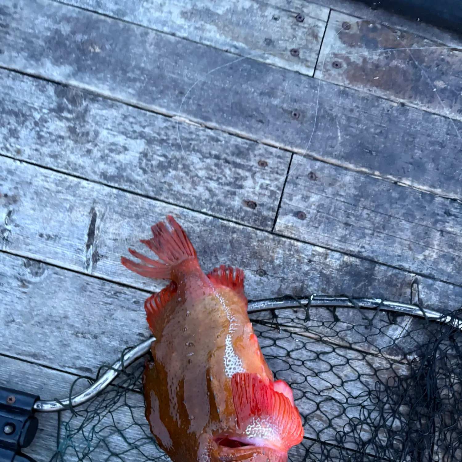 The most recent Lumpsucker catches on Fishbrain